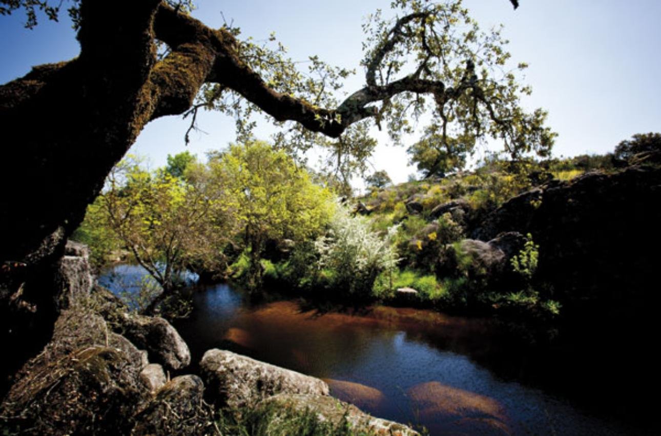 Parque Natural de Cornalvo (Mérida): guía completa de rutas, embalse y naturaleza